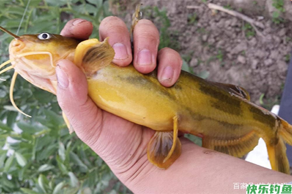 野钓必杀技：不同鱼有不同的最佳钓法，这些必杀技，你知道几个？(图4)