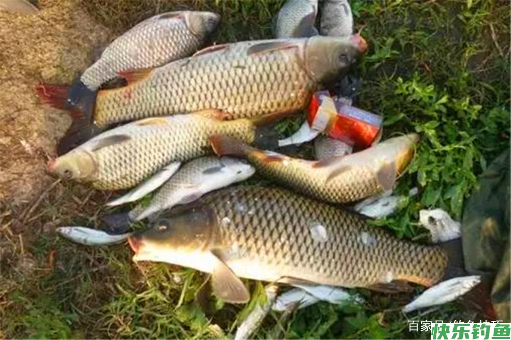 野钓必杀技：不同鱼有不同的最佳钓法，这些必杀技，你知道几个？(图5)