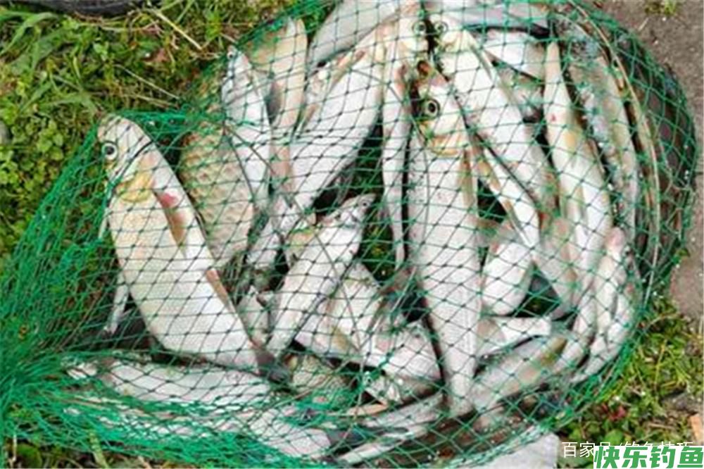 野钓必杀技：不同鱼有不同的最佳钓法，这些必杀技，你知道几个？(图6)