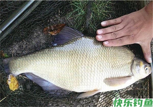 钓鳊鱼用什么饵料最好？（爆护配方）(图1)