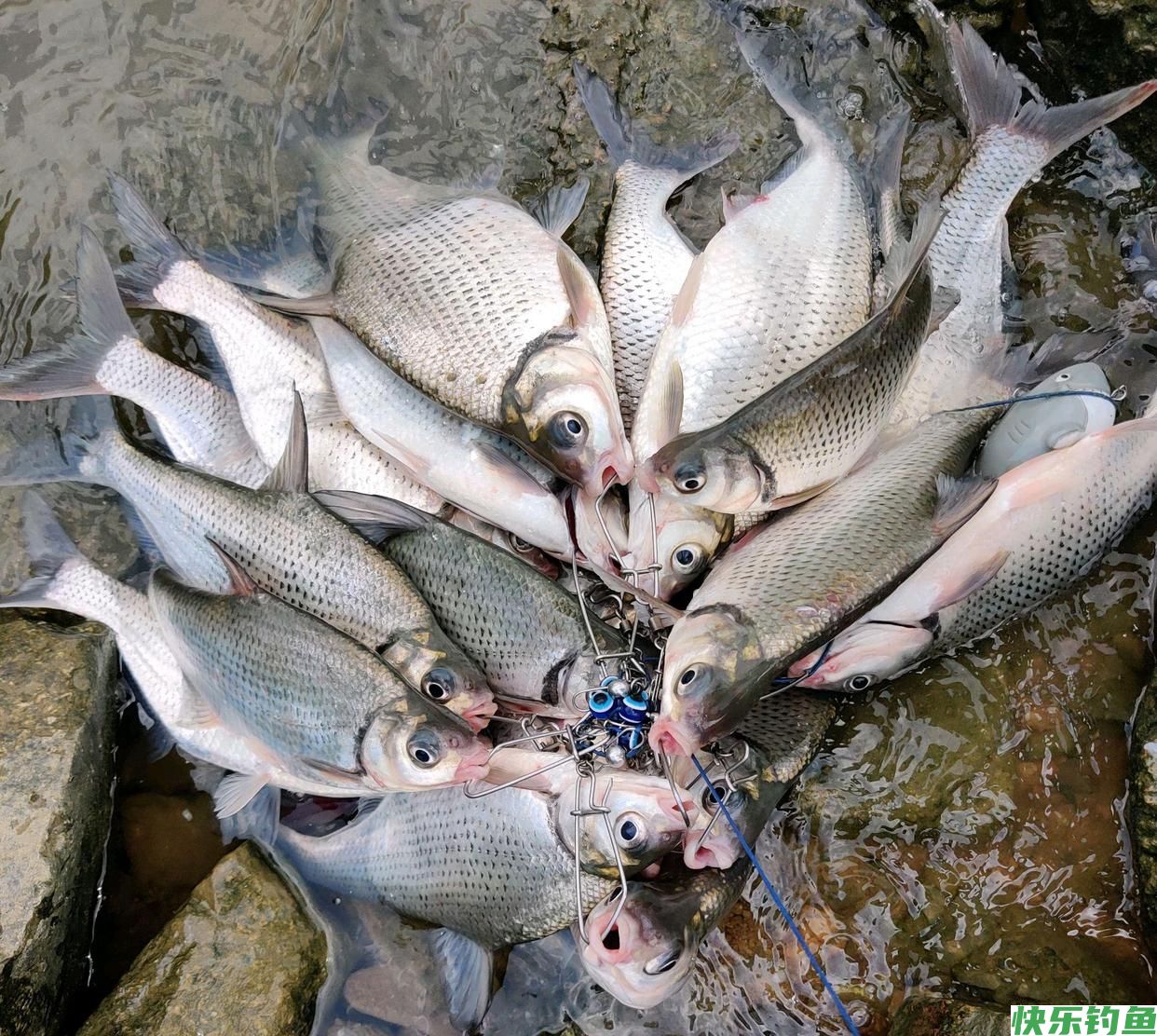 东江鳊鱼“狂口”半天钓起十几条，网友：路亚能钓到鳊鱼？(图2)