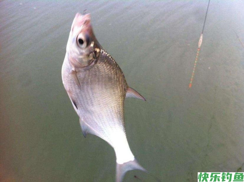 东江鳊鱼“狂口”半天钓起十几条，网友：路亚能钓到鳊鱼？(图6)