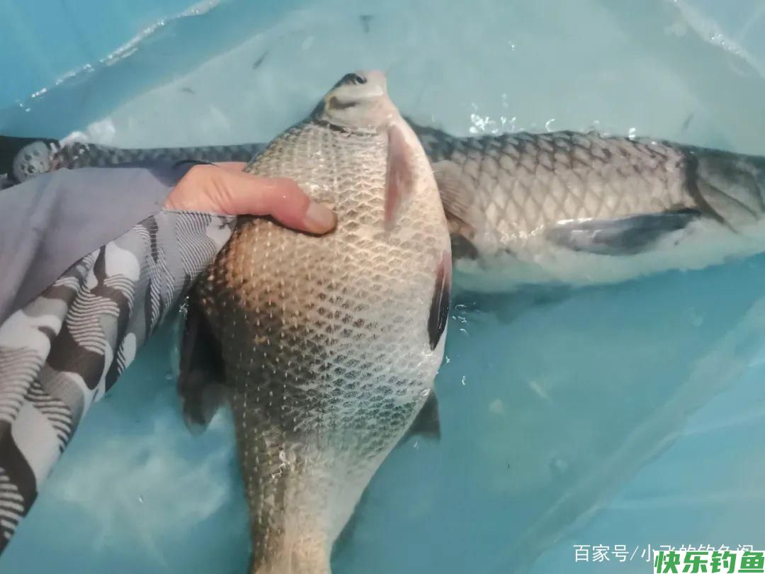 鳊鱼并不傻，要想钓好它得了解5个小技巧，老钓友都说靠谱(图4)