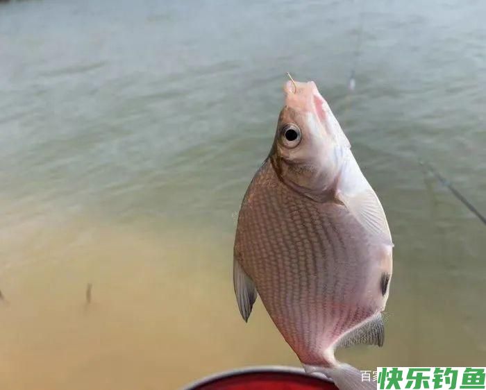 鳊鱼并不傻，要想钓好它得了解5个小技巧，老钓友都说靠谱(图6)