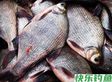 鳊鱼的钓法(图2)