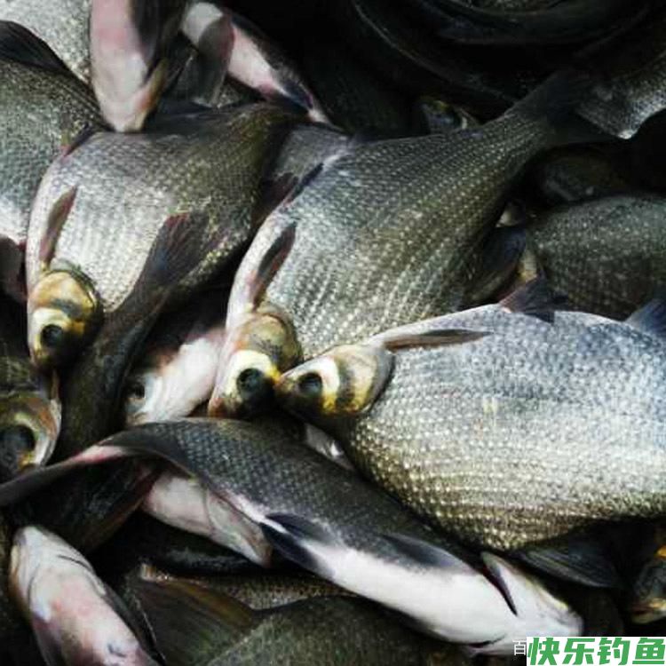 鳊鱼的钓法(图1)