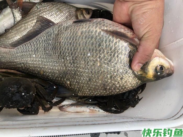 鳊鱼的钓法(图4)