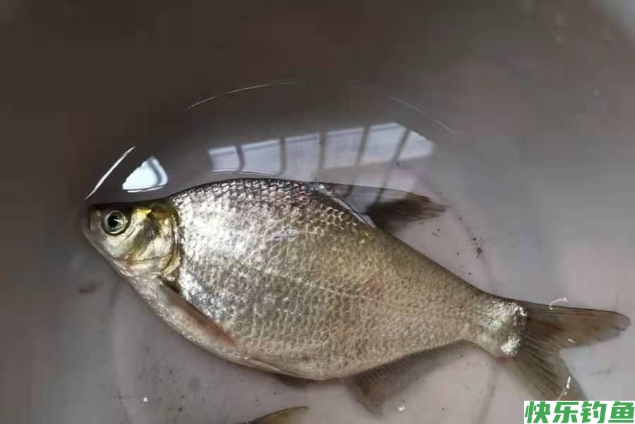 这钓法“专攻”大鳊鱼，十天半月用一次，钓完倍儿过瘾(图4)
