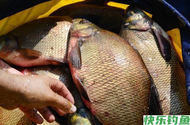 掌握这套江鳊绝杀技，一天不钓个上百斤你都不好意思(图1)