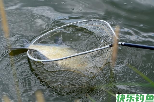 掌握这套江鳊绝杀技，一天不钓个上百斤你都不好意思(图6)