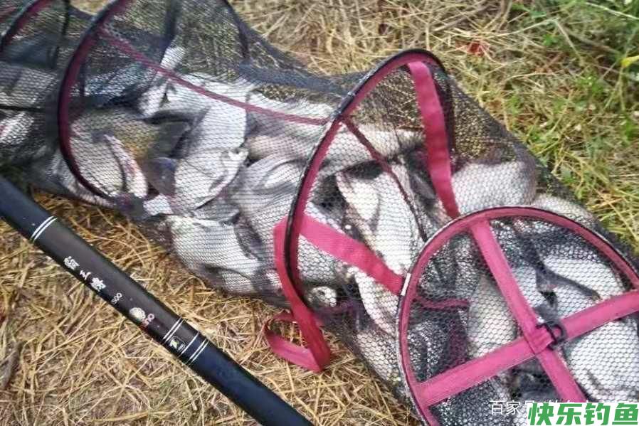 怪不得鳊鱼比鲫鱼好钓，换用这3招，一根竿子都钓不过来(图4)