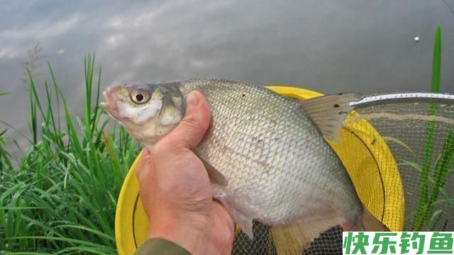 钓鳊鱼技巧及饵料(推荐)(图1)