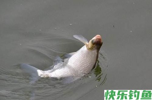 武昌鱼用什么饵料好钓？（推荐）(图1)