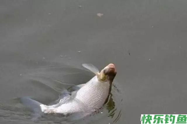 鳊鱼怎么钓？用什么饵料最好钓？(图3)