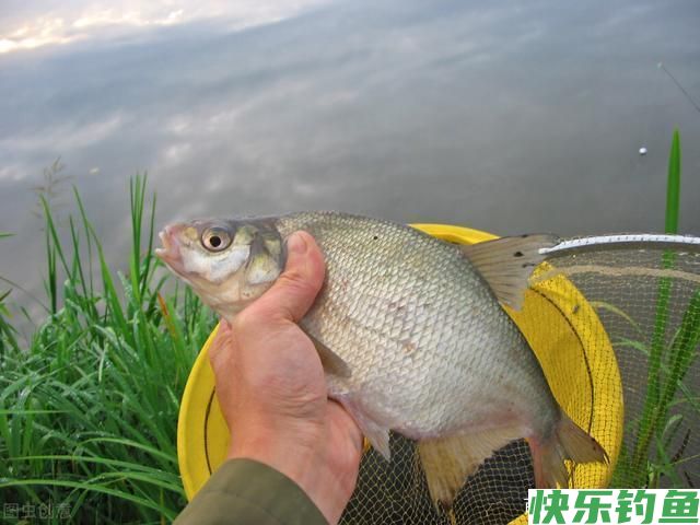 鳊鱼怎么钓？用什么饵料最好钓？(图1)