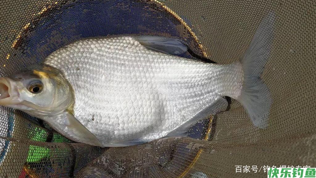 武昌鱼怎么钓？钓底还是钓浮？(图1)