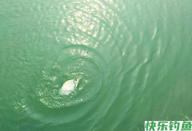 气温稳定回升，鳊鱼集群开始临岸觅食？春季垂钓鳊鱼的技巧和方法(图4)