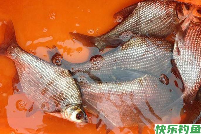 气温稳定回升，鳊鱼集群开始临岸觅食？春季垂钓鳊鱼的技巧和方法