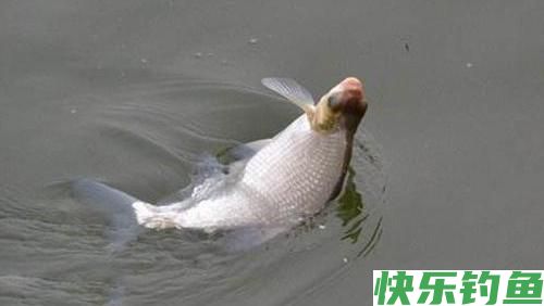 武昌鱼怎么钓？钓底还是钓浮？(图3)