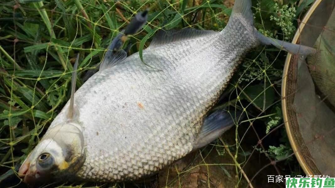 带上一棒嫩玉米，跟我去野钓鳊鱼吧(图3)