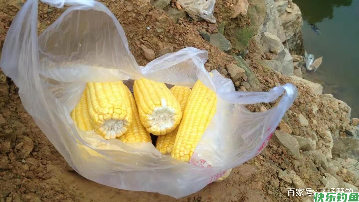 带上一棒嫩玉米，跟我去野钓鳊鱼吧(图8)