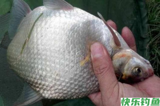 牢记3个钓鳊鱼的秘诀，学会后，想钓多少，钓多大，一句话的事！(图1)
