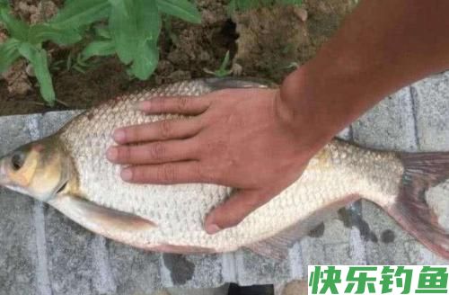 嘴馋的鳊鱼其实很容易钓，这样十用九准，很容易爆护！(图1)
