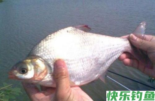 嘴馋的鳊鱼其实很容易钓，这样十用九准，很容易爆护！(图2)