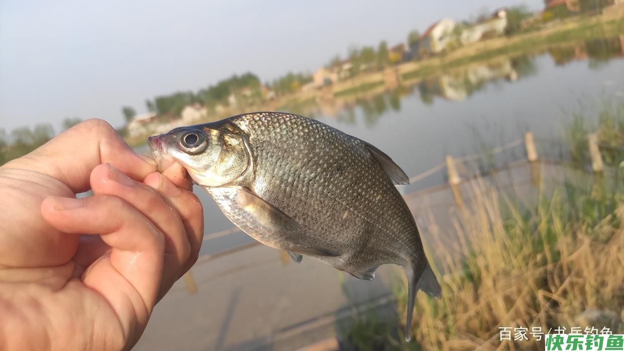 野钓鳊鱼时诱鱼方式，钓法选用，饵料搭配这三要素的作用以及应用(图1)