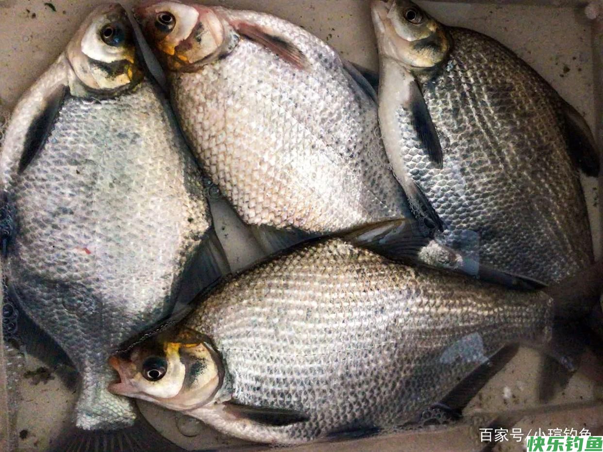 鳊鱼不会钓？了解习性和钓法，4种钓饵及窝料配方，看完秒懂(图1)
