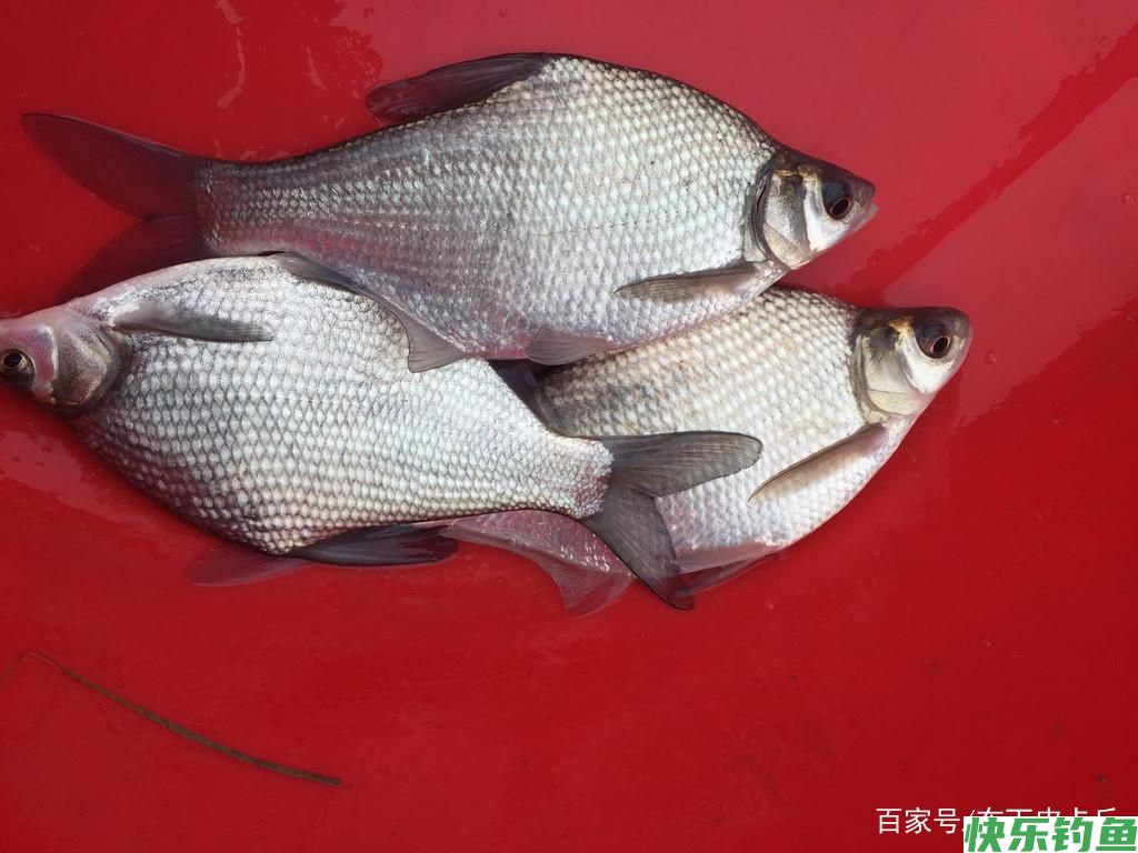 垂钓鳊鱼钓位以及饵料一定要注意，渔获才能更有保证(图1)
