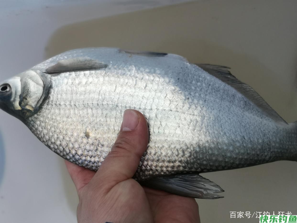 长江里钓鳊鱼，这6种都是常用饵，最后一种一般人接受不了(图1)