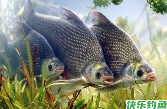 鳊鱼难钓？试试这五大招，招招有鱼来！新手学了马上爆护(图1)