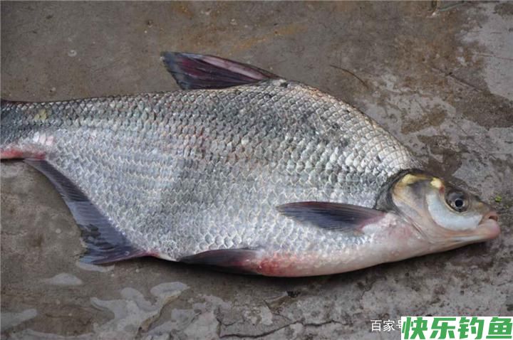 垂钓鳊鱼的小技巧，知道了这些，连杆上鱼不是问题(图1)