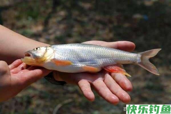 6月1日起，鳊鱼、马口、宽鳍鱲，在北京将被列入重点保护禁食鱼类(图3)