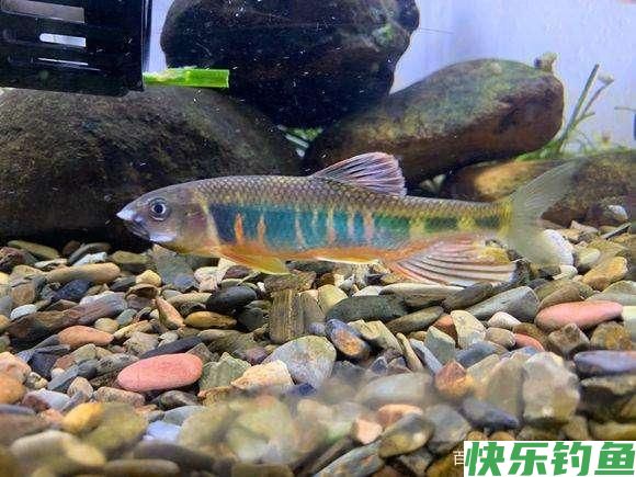 6月1日起，鳊鱼、马口、宽鳍鱲，在北京将被列入重点保护禁食鱼类(图4)