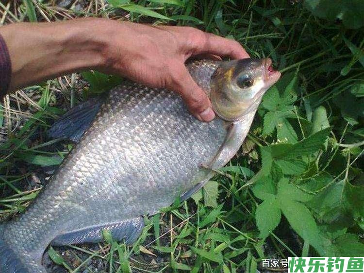 分析5个作钓技巧，让大水域野钓鳊鱼变简单(图2)