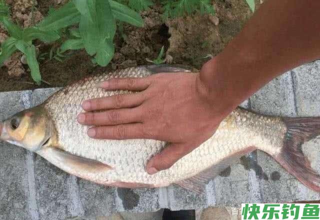分析5个作钓技巧，让大水域野钓鳊鱼变简单(图4)