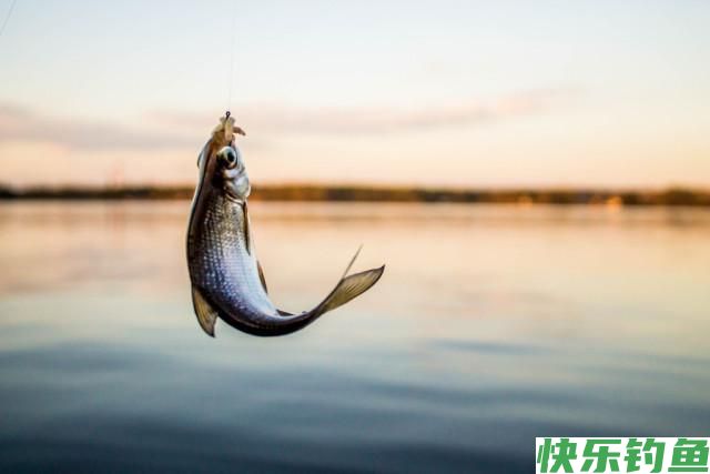 分享黄田水库实战垂钓鳊鱼经历！详细解析调三钓三垂钓鳊鱼的优点(图1)