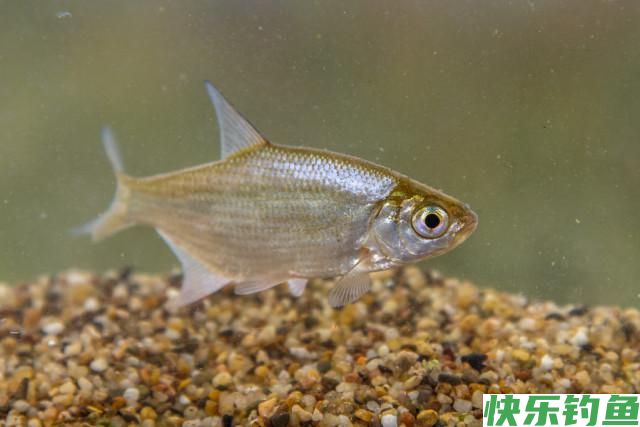 分享黄田水库实战垂钓鳊鱼经历！详细解析调三钓三垂钓鳊鱼的优点(图5)