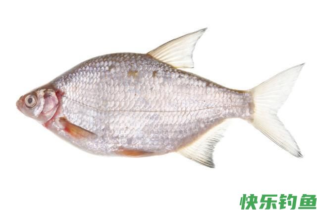 分享黄田水库实战垂钓鳊鱼经历！详细解析调三钓三垂钓鳊鱼的优点(图4)