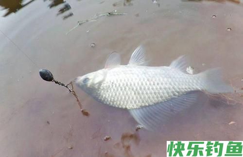垂钓武昌鱼,选对钓鱼方法,不愁鱼儿不上钩(图3) 垂钓武昌鱼,选对钓鱼方法,不愁鱼儿不上钩(图3)