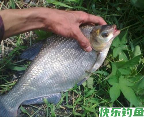 垂钓武昌鱼,选对钓鱼方法,不愁鱼儿不上钩(图1) 垂钓武昌鱼,选对钓鱼方法,不愁鱼儿不上钩(图1)