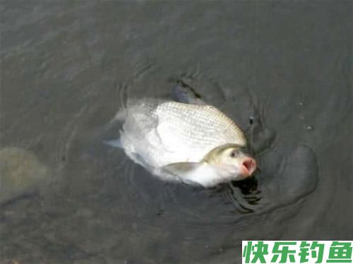 垂钓武昌鱼,选对钓鱼方法,不愁鱼儿不上钩(图2) 垂钓武昌鱼,选对钓鱼方法,不愁鱼儿不上钩(图2)