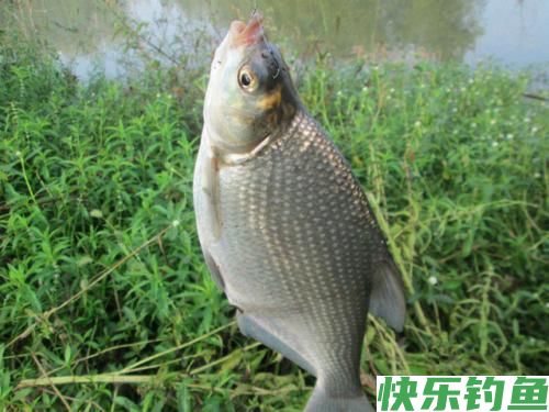 垂钓武昌鱼,选对钓鱼方法,不愁鱼儿不上钩(图4) 垂钓武昌鱼,选对钓鱼方法,不愁鱼儿不上钩(图4)