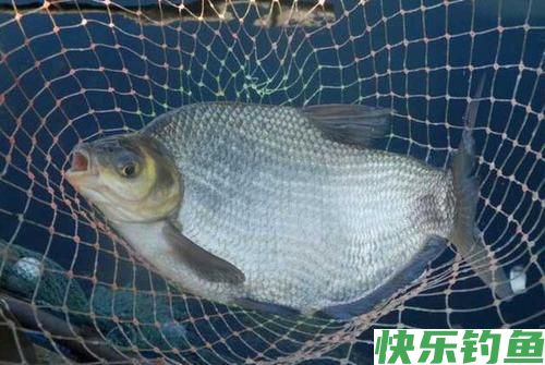 垂钓武昌鱼,选对钓鱼方法,不愁鱼儿不上钩(图5) 垂钓武昌鱼,选对钓鱼方法,不愁鱼儿不上钩(图5)