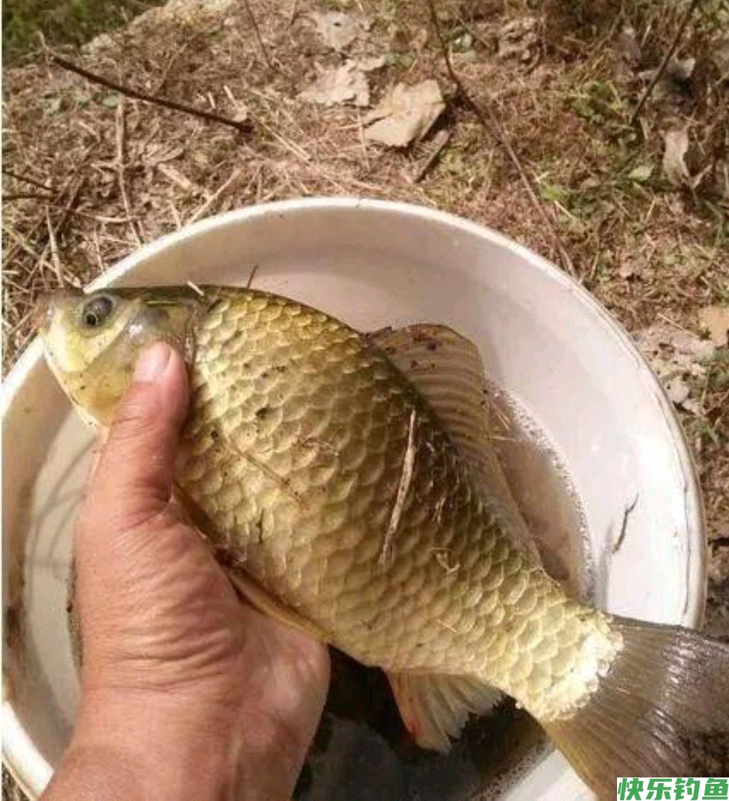 钓鲫鱼和鳊鱼都用哪些饵料(图1)