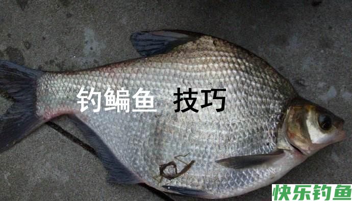 如何钓鳊鱼  鳊鱼什么时候开口  这种钓法有讲究(图1)