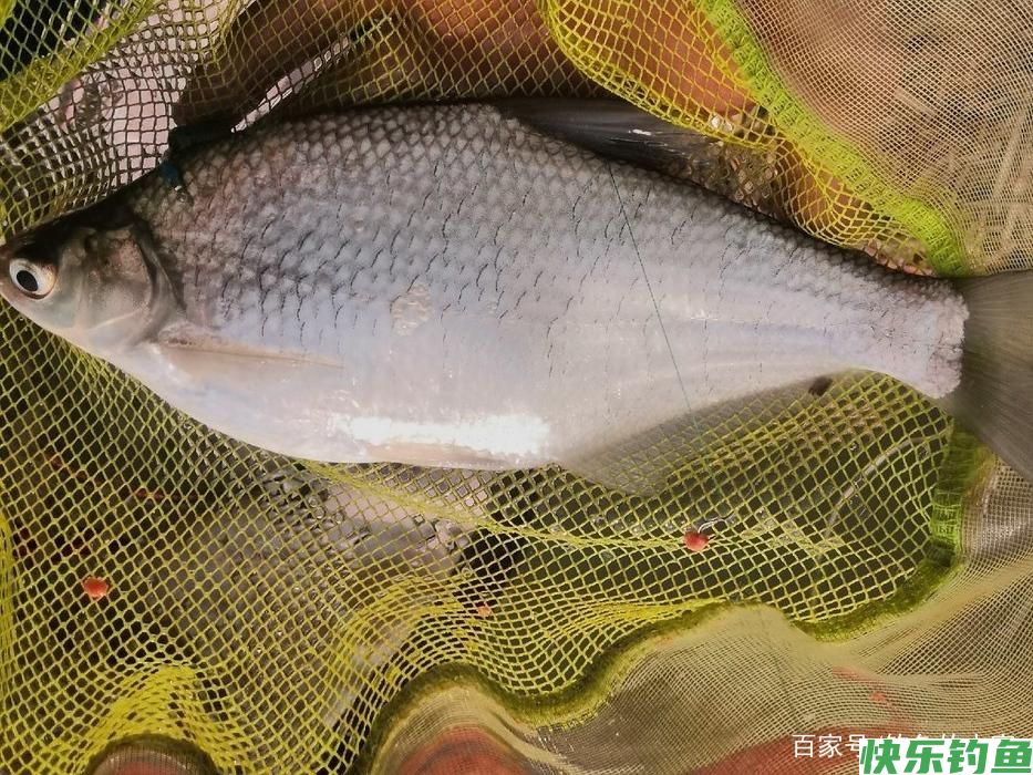 长江钓鱼，野钓鳊鱼分析教学，钓获20多斤野生鳊鱼和鲫鱼(图2)