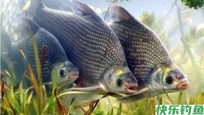 如何钓鳊鱼  鳊鱼什么时候开口  这种钓法有讲究(图3)